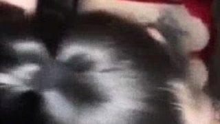 Cute amateur brunette gives pov blowjob and fuck